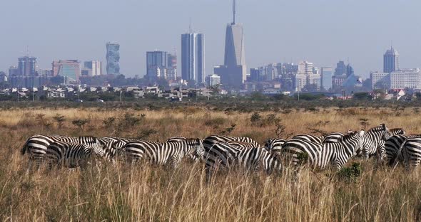 Grant's Zebra, equus burchelli boehmi, Herd at Nairobi Park in Kenya, Nairobi city in the back alt