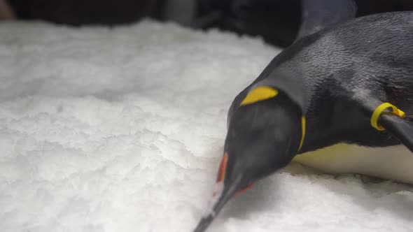 Close up of a cute King penguin lying down flat with tummy facing the floor ice and eating ice with alt