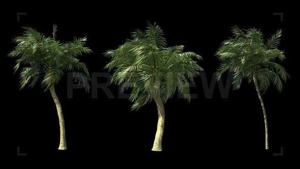 3 Palm Tree Footage
