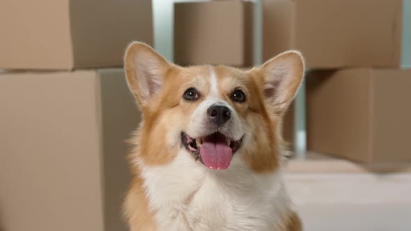 A Cute Dog Sitting Near the Big Boxes. alt