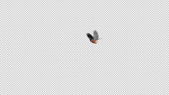 Bullfinch Bird - Flying Around Screen - Transparent Loop
