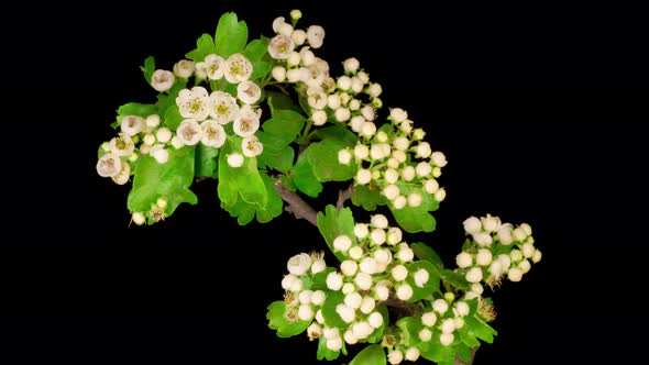 White Flowers Blossoms on the Branches of Hawthorn Tree alt