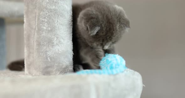 Cute playful british gray kitten playing with mouse toy