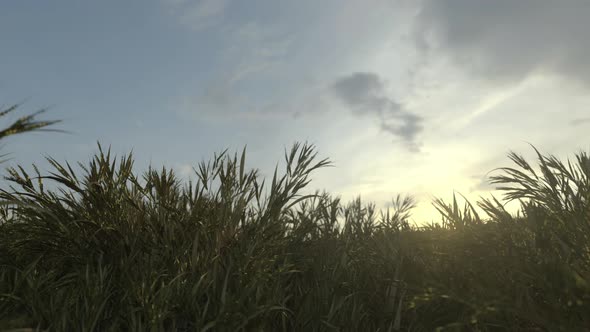 Growing Wheat Change Seasons 