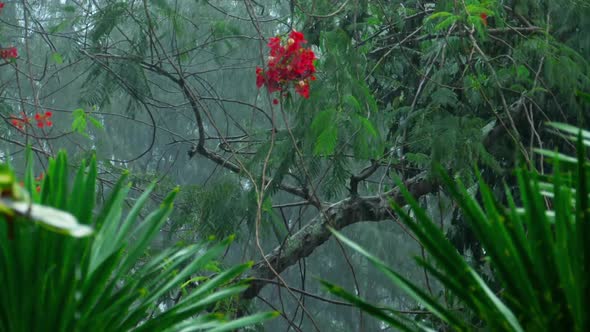 Tropical Downpour Outdoors alt