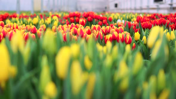 View of the Rows of Bright Multi-colored Tulips.