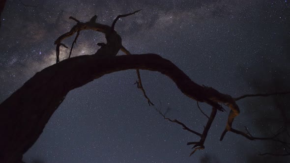 4K Timelapse of the Milky Way Rising above a dead silhouetted tree in the Grampians National Park