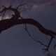 4K Timelapse of the Milky Way Rising above a dead silhouetted tree in the Grampians National Park - VideoHive Item for Sale