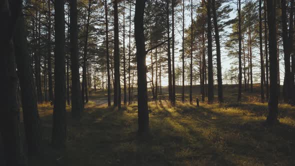 Walk to the Beach Through the Baltic Dunes