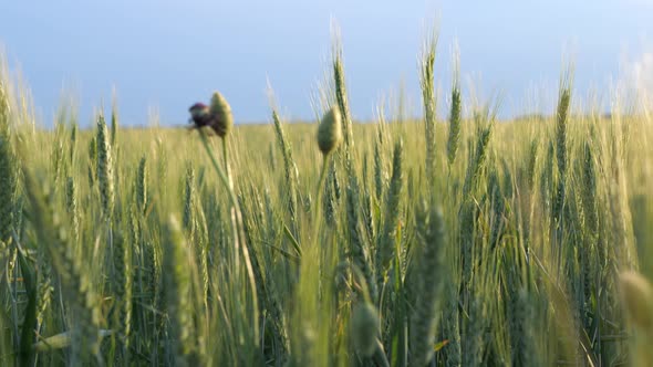 Young green ears of wheat. Ears of wheat in the field during sunset. Beautiful nature. alt