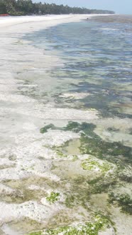 Vertical Video of Low Tide in the Ocean Near the Coast of Zanzibar Tanzania alt