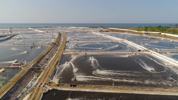 Shrimp Farming in Indonesia alt
