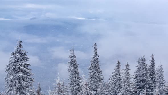 Beautiful Winter Landscape with Snow Covered Trees