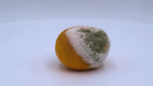 Tangerine with mold