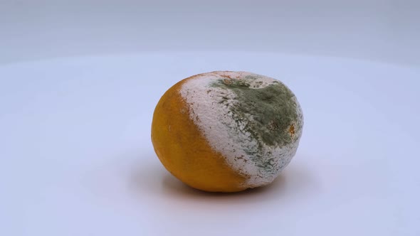 Tangerine with mold alt