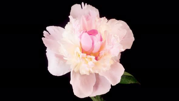 Time Lapse of Opening Beautiful White Peony Flowers alt