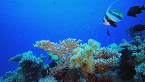 Sea Water and Colourful Fish alt