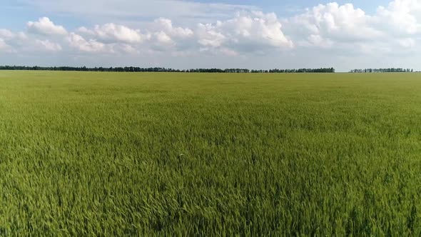 Shooting From a Drone of a Young Rye Field in Windy Weather