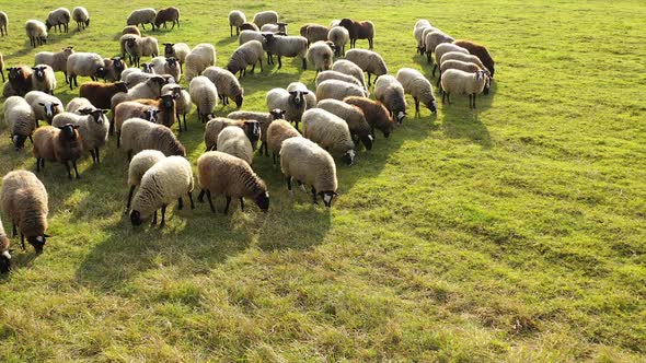 Aerial view of large herd of sheeps in picturesque green pasture. Domestic animals in countryside. alt