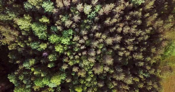 Flying Over the Green Forest. Summer Sunny Landscape. Aerial Drone Footage View From Above