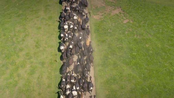 Aerial Landscape of Osorno Volcano and Cows at the Country Side - Puerto Varas, Chile, South America alt