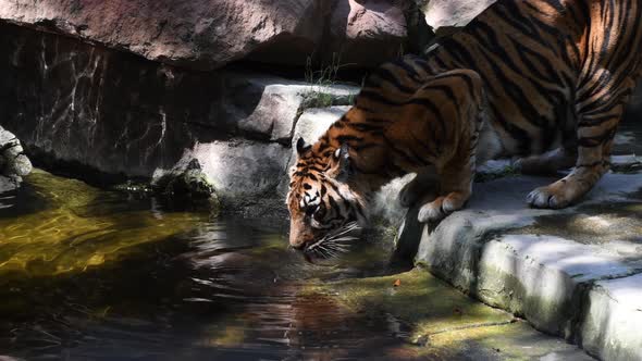 Sumatran Tiger Drinking in a River alt