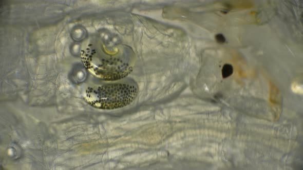 Chaoborus or Corethra Is a Mosquito Insect Larva alt