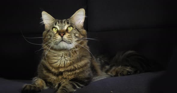 Brown Blotched Tabby Maine Coon Domestic Cat, Male laying against Black Background alt