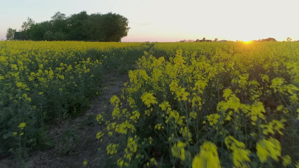 Close Up Drone Shot of Rapeseed Field