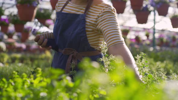 Gardener with Tablet Takes To Check Bush of Fresh Thyme