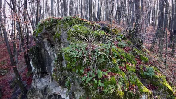 The Cave Grotto in the Forest