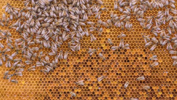 Bees Working on Honey Cells in Beehive Timelapse alt