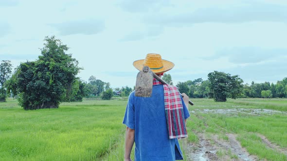 An Asian farmer surveys the rice fields in the fields.