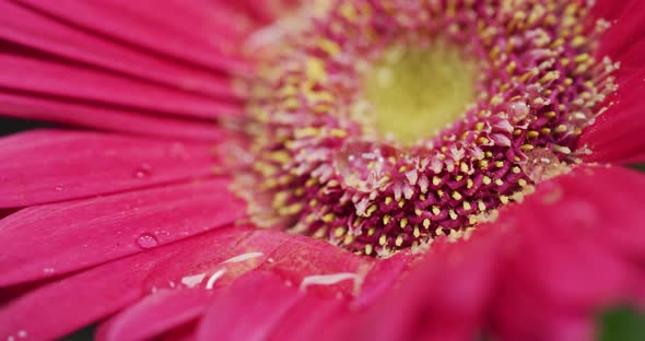 Extreme close up of a water drop on a gerbera alt