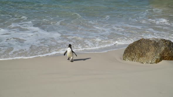 Penguins in Cape Town alt