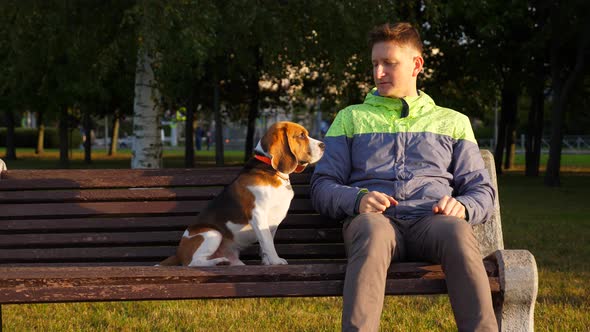 Pensive dog sitting on bench near man, turn head and look to owner