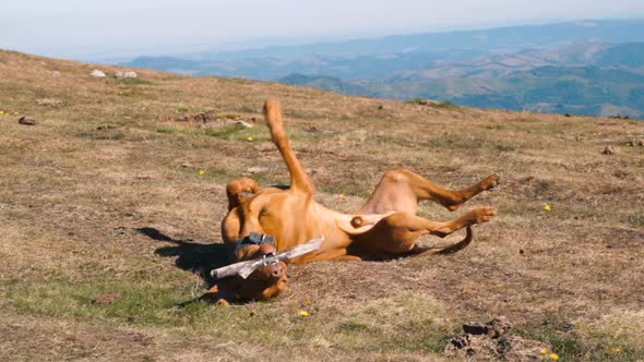 Hungarian Vizsla Dog Playing with Wooden Stick at Mountain Peak in Sunny Day alt