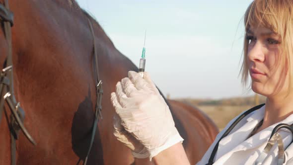 Veterinarian Vaccinates Horse Protects Against Diseases Treats Syringes