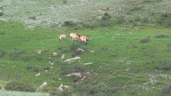 Wild Przewalski's Horses in Natural Habitat in The Meadow of Mongolia alt