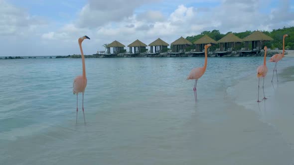 Aruba Beach with Pink Flamingos at the Beach Flamingo at the Beach in Aruba Island Caribbean alt