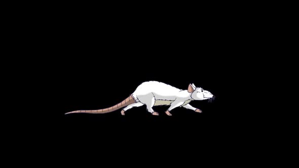 White Rat Walks alt