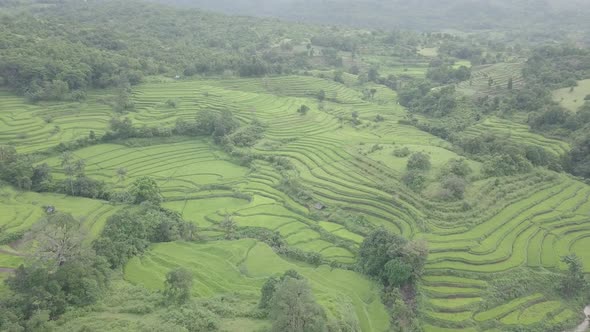 Aerial drone of Rice terraces and fields