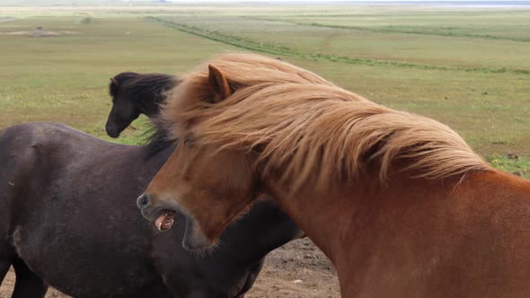 Icelandic horse yawning with tongue hanging out alt