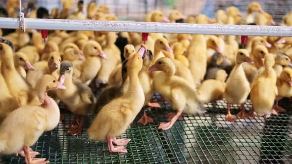Many Little Pekin Ducklings in Small Farm Drink Water From Nipple