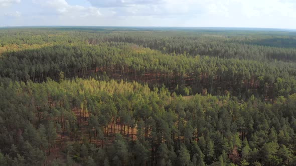 Pine Forest with Tall Pine Trees, Aerial View