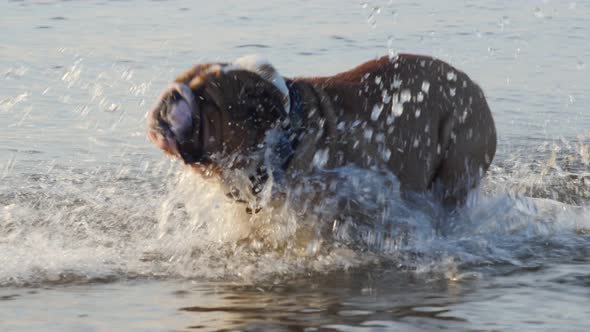 Playful English Bulldog Running on the Sea Water