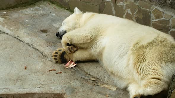 The white big polar bear is sleeping. Animals in the zoo. alt