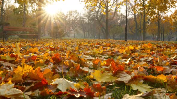 Lonely Bench and Yellow Autumn Leaves in the Park. Loneliness Autumn Concept. Gimbal Shot,  alt