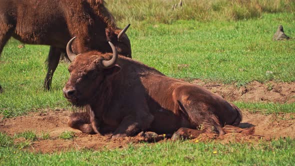 Wild European bison or Wisent (Bison bonasus) in National Park Belovezhskaya Pushcha