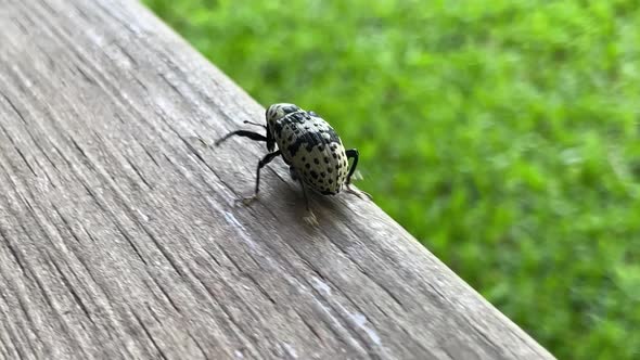 Weevil Walking Away Macro Shot alt